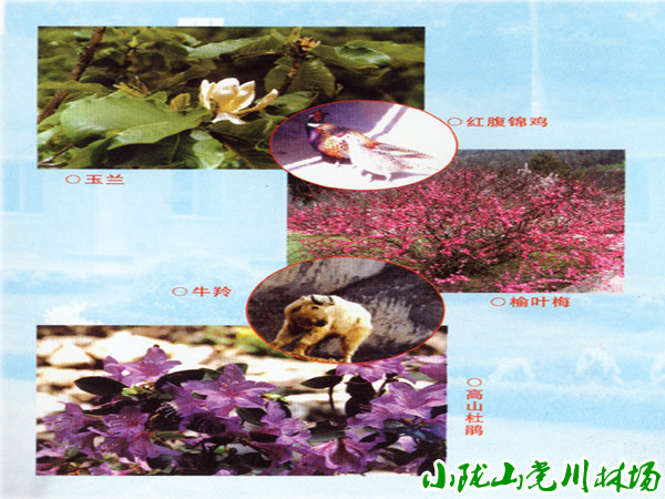 ������ֲ��